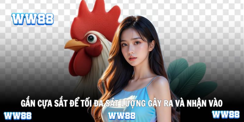 Gắn cựa sắt để tối đa sát lượng gây ra và nhận vào